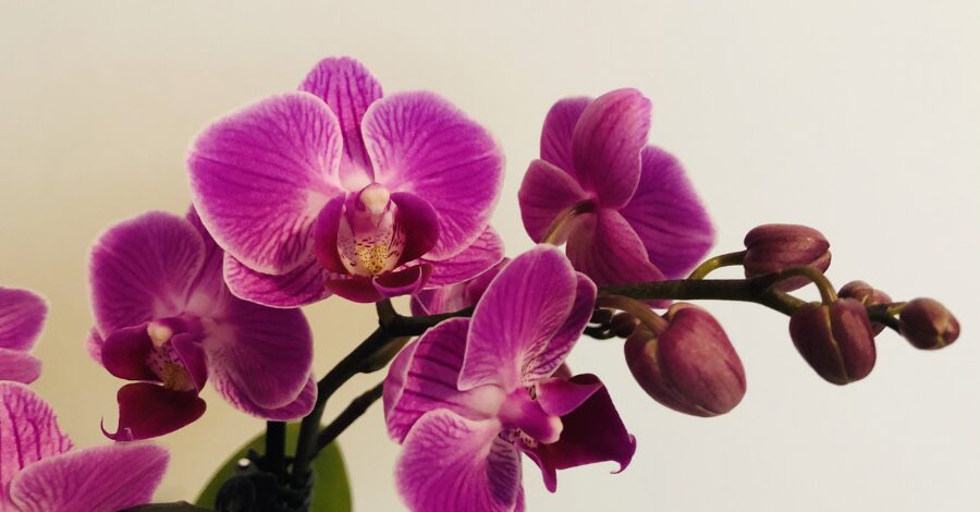 Como ganhar dinheiro cultivando orquídeas